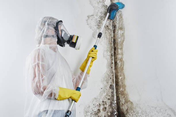 Best Emergency Mold Removal  in Bryson City, NC