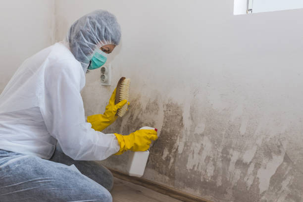 Best Home Mold Removal  in Bryson City, NC