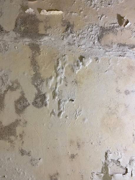 Best Local Mold Removal Service  in Bryson City, NC