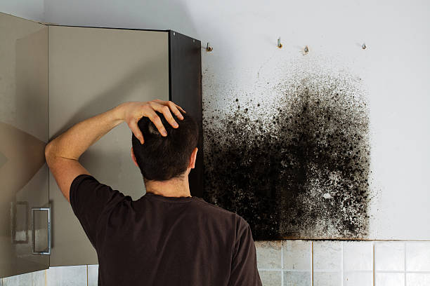 Best Mold Remediation  in Bryson City, NC